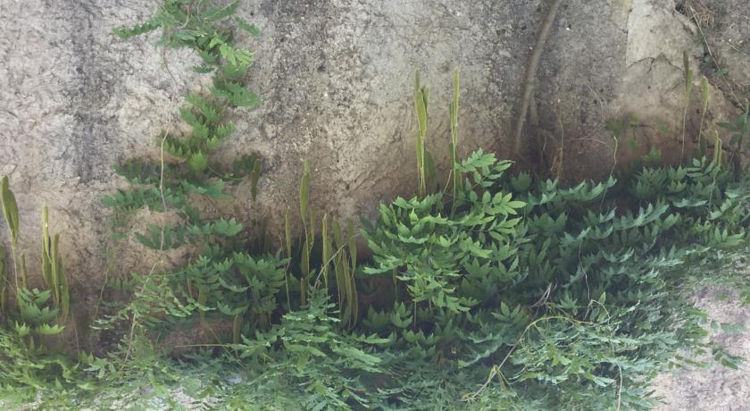 Camere E Appartamenti Baldini Romanita Radda in Chianti Quarto foto