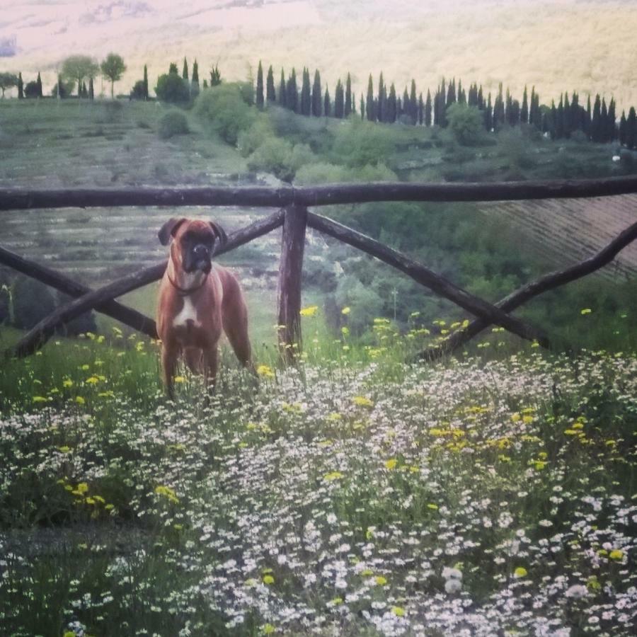 Camere E Appartamenti Baldini Romanita Radda in Chianti Exterior foto